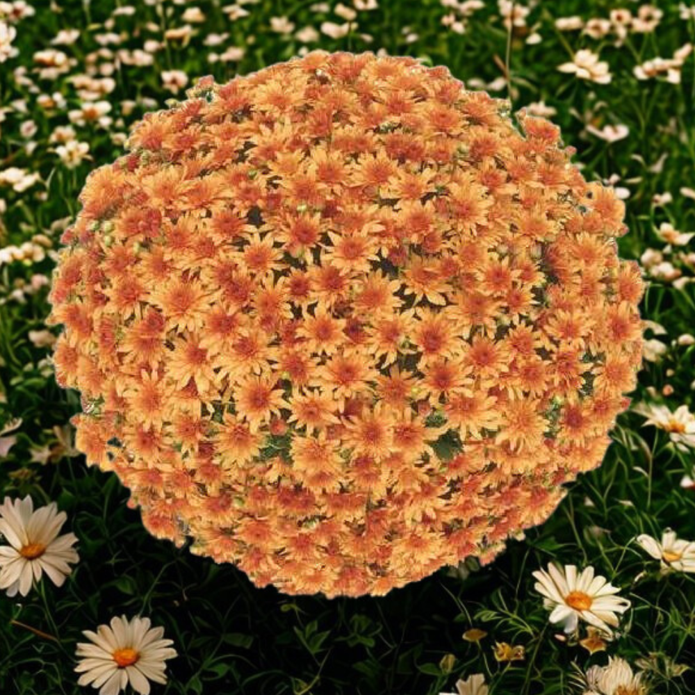 Mum Belgian Fonti Orange