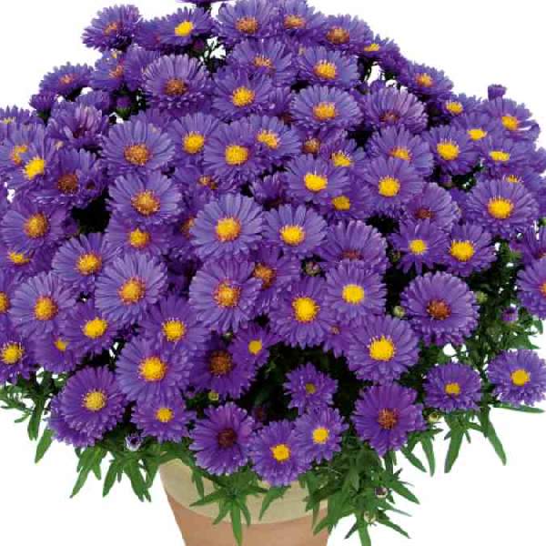 Aster Dumosus Kickin Lilac Blue