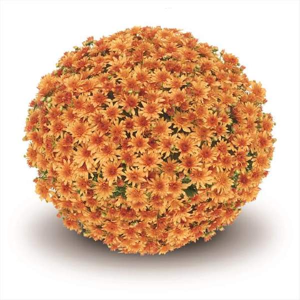Mum Belgian Fonti Orange