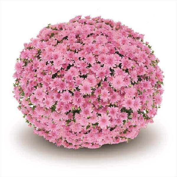 Mum Belgian Fonti Pink
