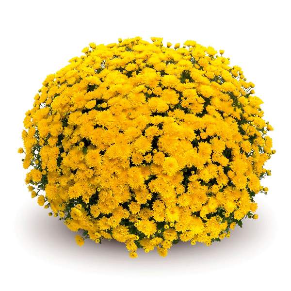 Mum Belgian Sinelli Yellow