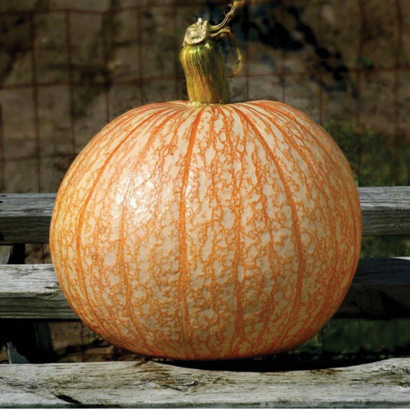 Pumpkin - One Too Many