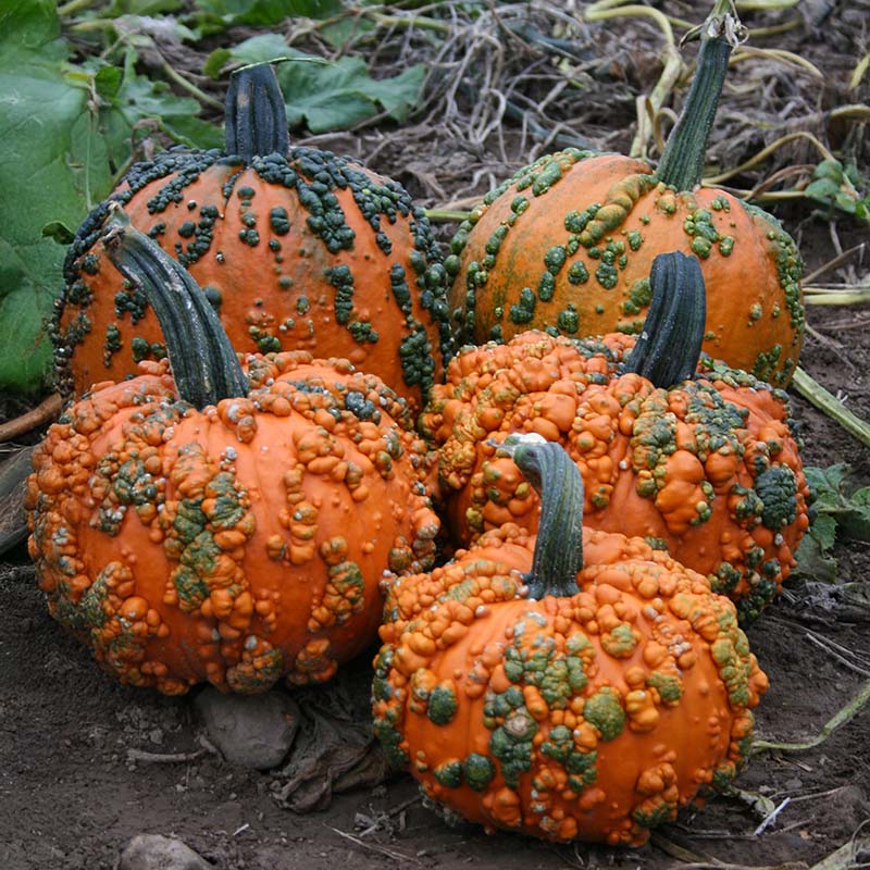 Pumpkin - Warty Goblin