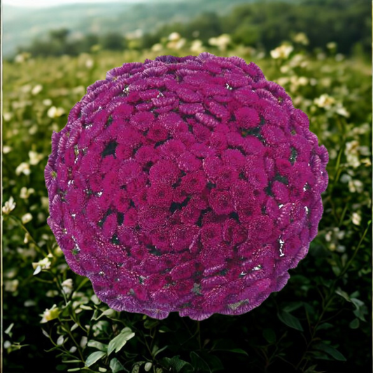 Mum Belgian Adiva Purple
