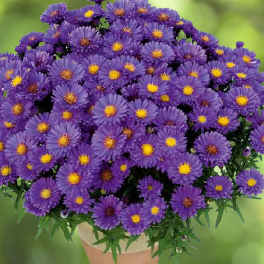Aster Dumosus Kickin Lilac Blue