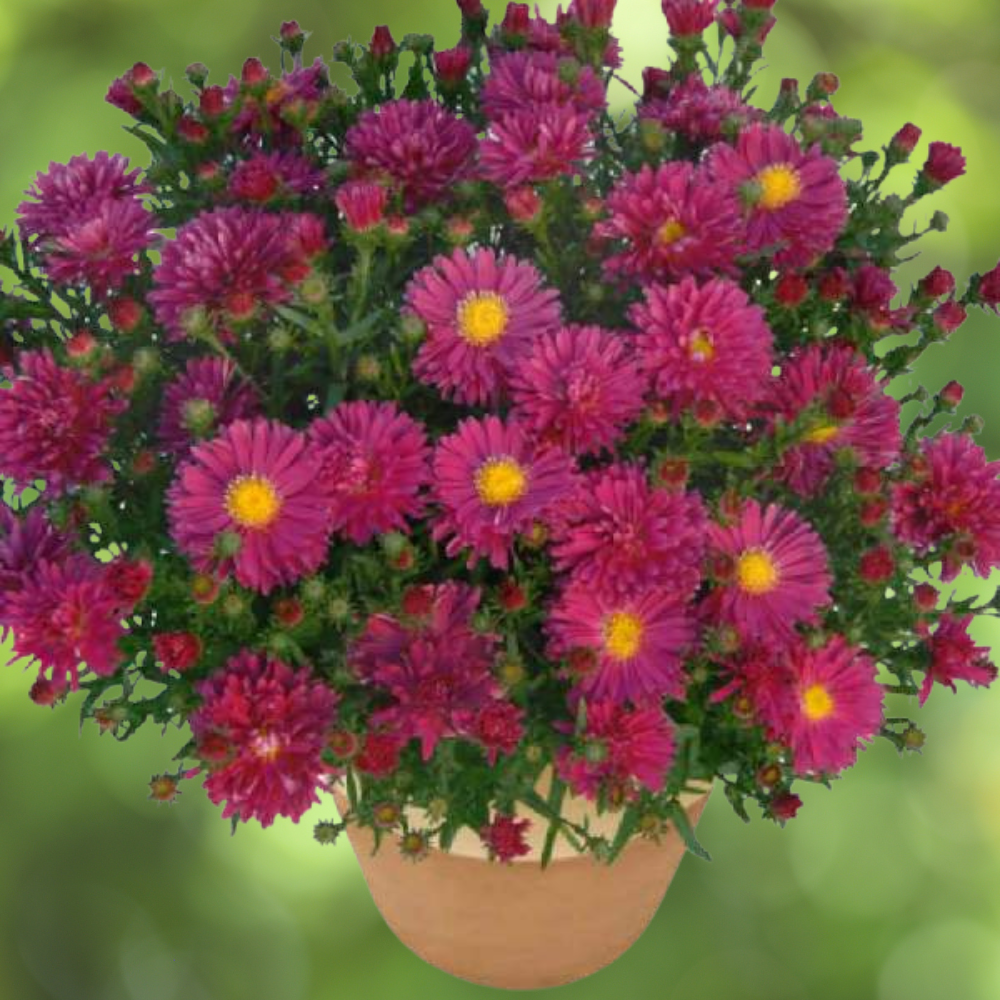 Aster Dumosus Kickin Carmine Red