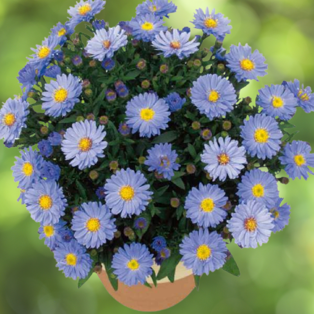 Aster Dumosus Kickin Lavender