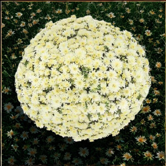 Mum Belgian Fonti White