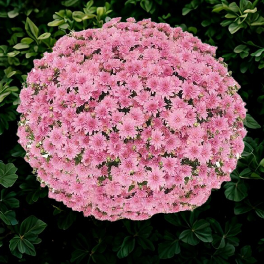 Mum Belgian Fonti Pink (Pella Only)