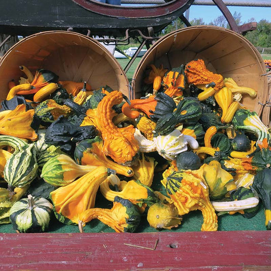 Gourd - Autumn Wings Large
