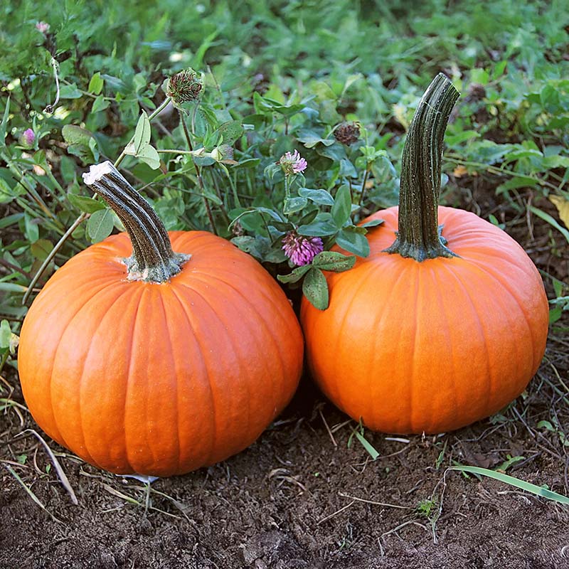 Pumpkin - Field Trip