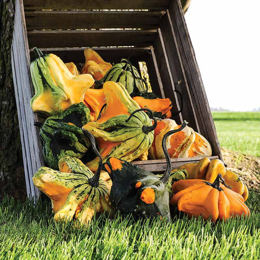 Gourd - Gizmo