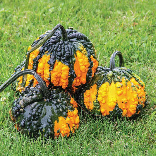 Gourd - Hoargarth