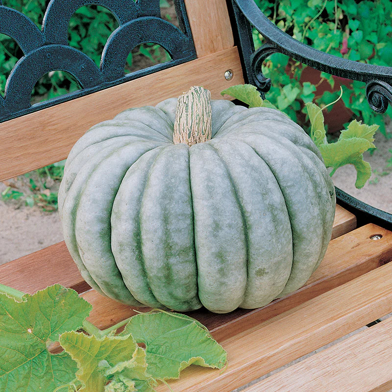 Pumpkin - Jarrahdale