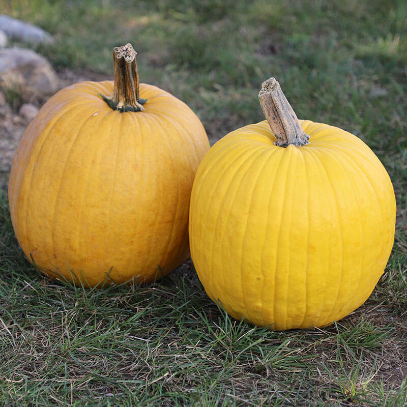 Pumpkin - Mellow Yellow