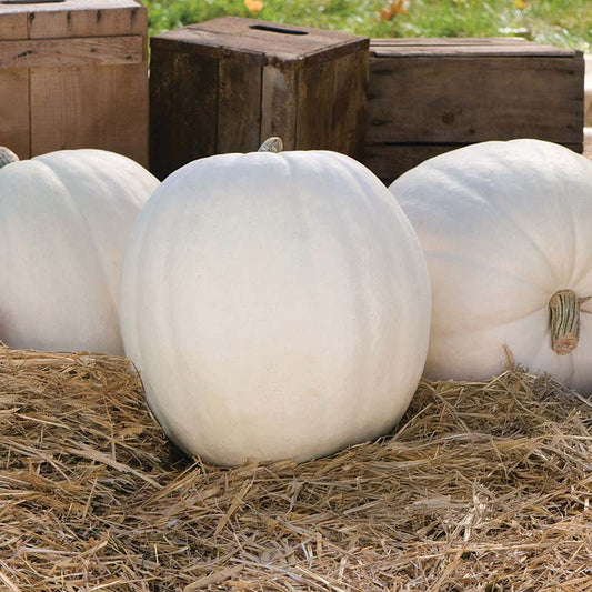 Pumpkin - Polar Bear