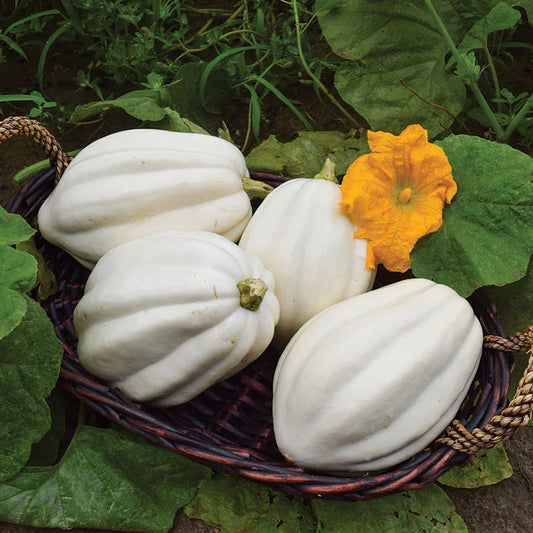 Squash - Mashed Potatoes
