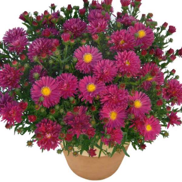 Aster Dumosus Kickin Carmine Red