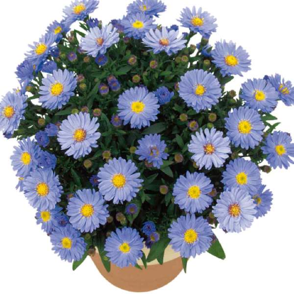Aster Dumosus Kickin Lavender