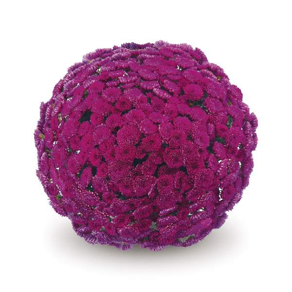 Mum Belgian Adiva Purple