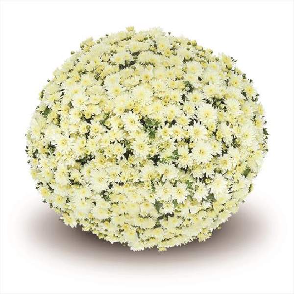 Mum Belgian Fonti White
