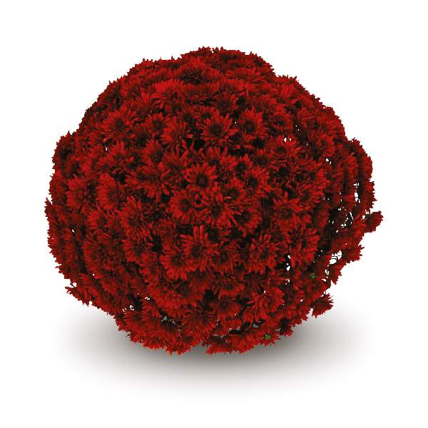 Mum Belgian Granata Red