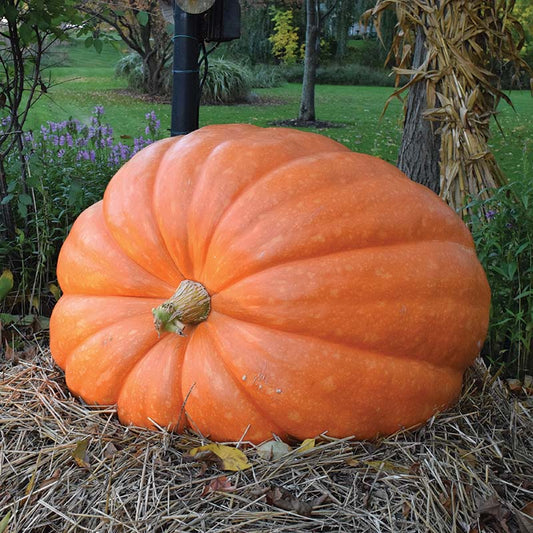 Pumpkin - Dill’s Atlantic Giant