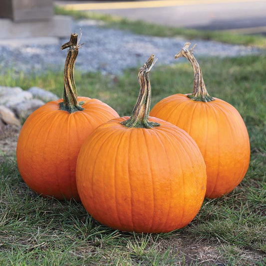 Pumpkin - Gladiator