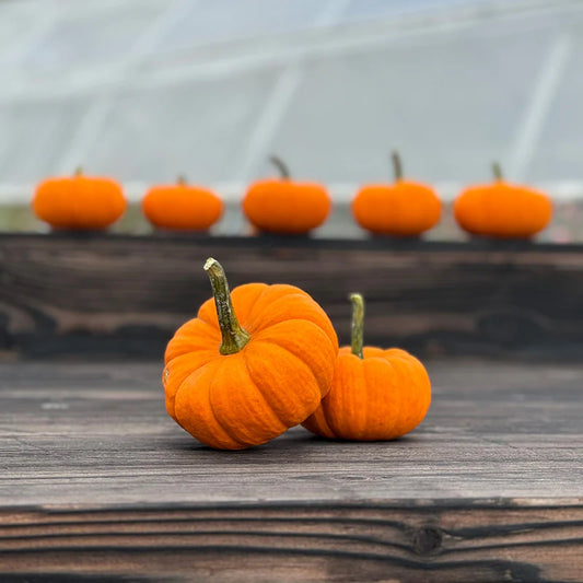 Pumpkin - Jill Be Little