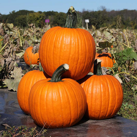 Pumpkin - Kratos
