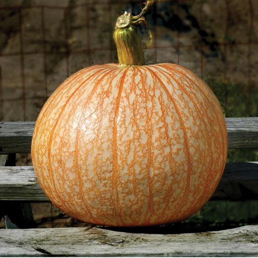 Pumpkin - One Too Many