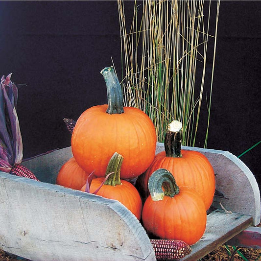 Pumpkin - Pik-A-Pie