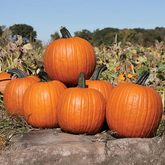Pumpkin - Zeus